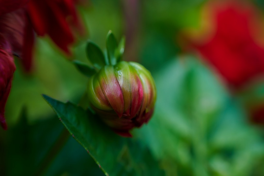 Test Nikon Nikkor Z 70180/2,8 CyberPhoto